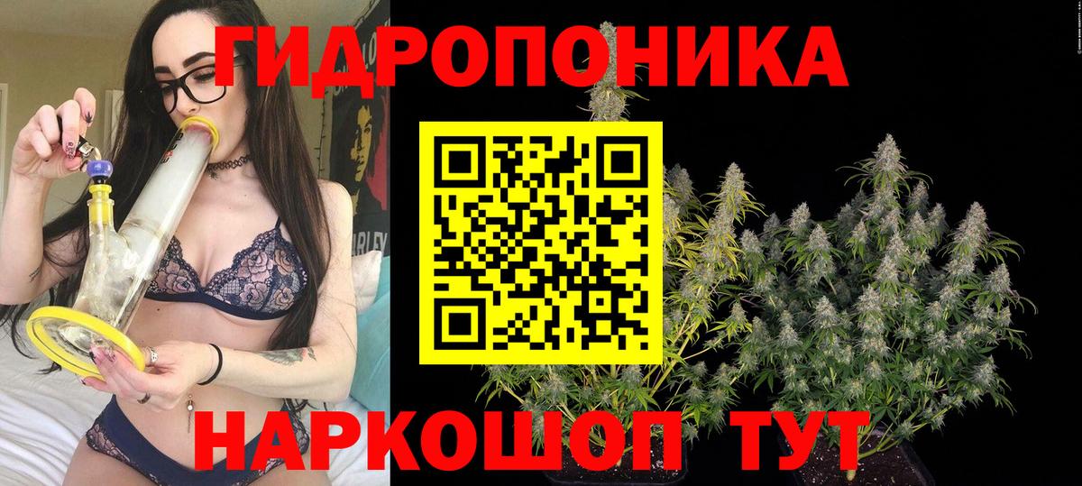 Бошки Шишки план Ставрополь